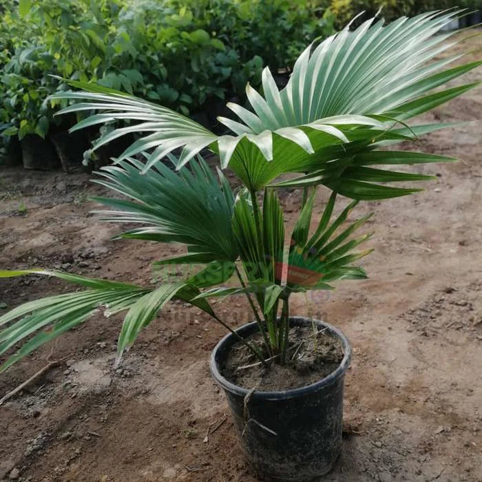 Chinese Fan Palm Plant