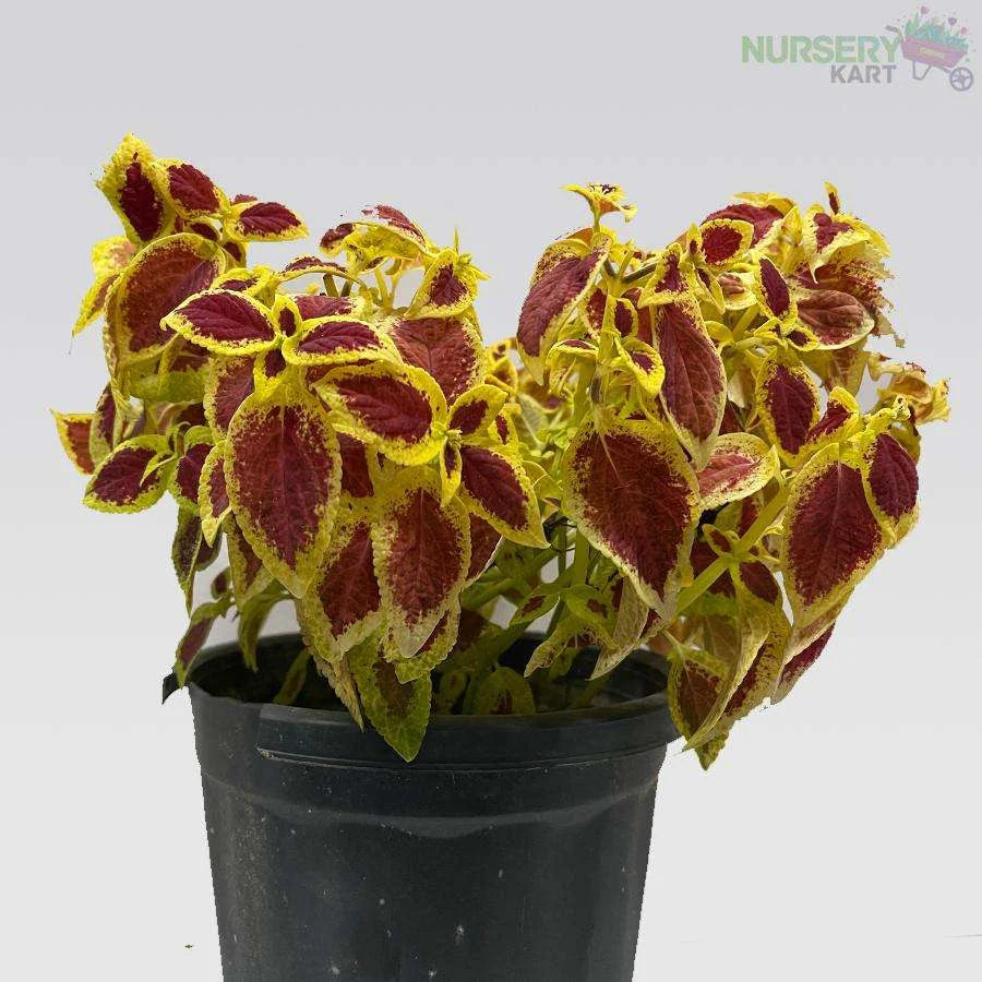 Coleus Plant - Maroon