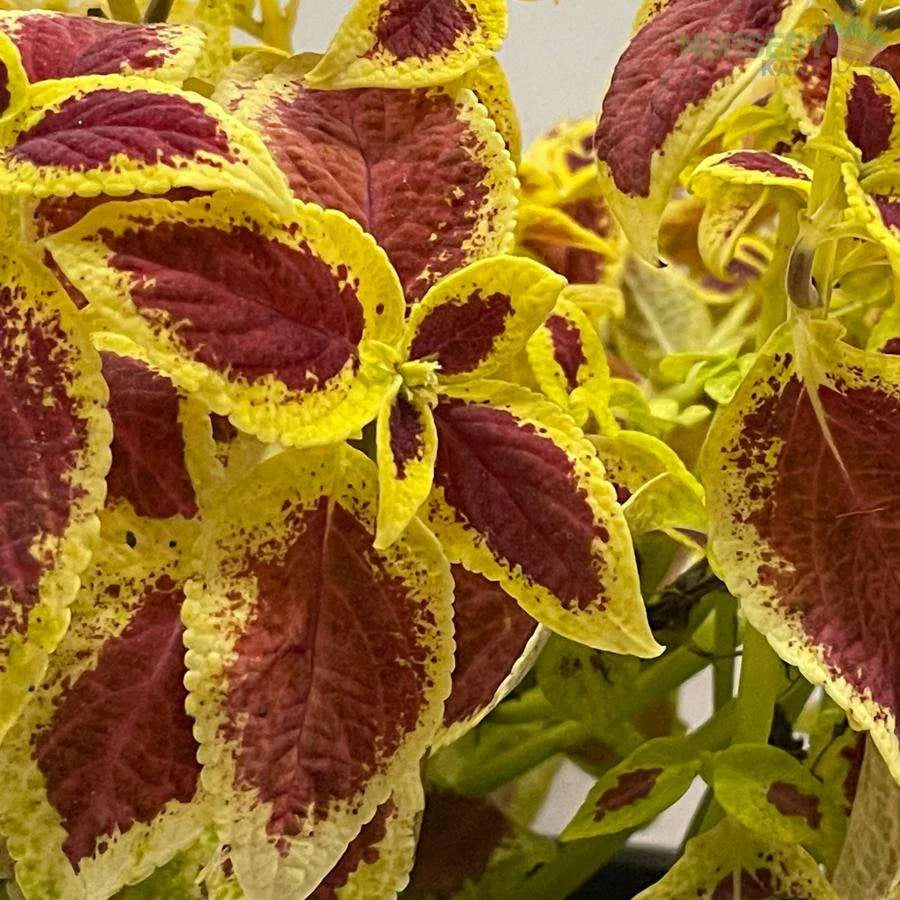 Coleus Plant - Maroon