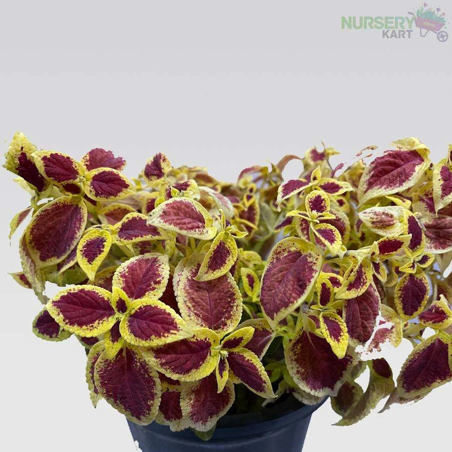 Coleus Plant - Maroon