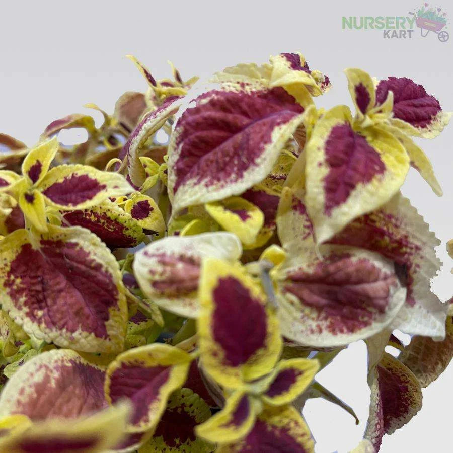 Coleus Plant - Maroon