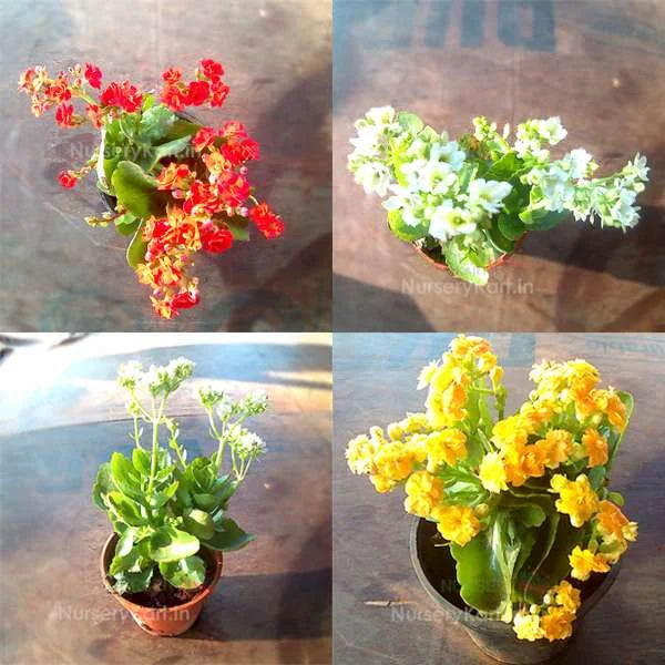 Kalanchoe Flower Plant (Widow's-thrill)