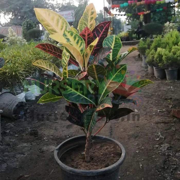 Croton Variegatum Plant, Croton Petra Plant