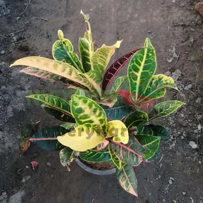 Croton Variegatum Plant, Croton Petra Plant