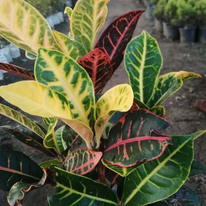 Croton Variegatum Plant, Croton Petra Plant