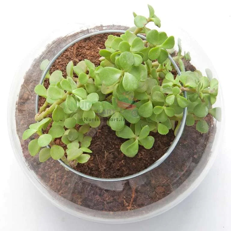 Jade Plant in Fantastic Terrarium