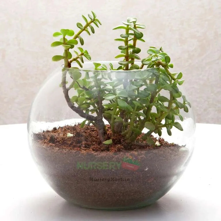 Jade Plant in Fantastic Terrarium