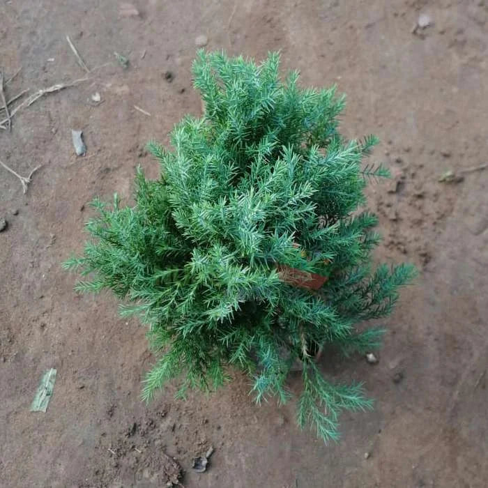 Green Cypress Plant