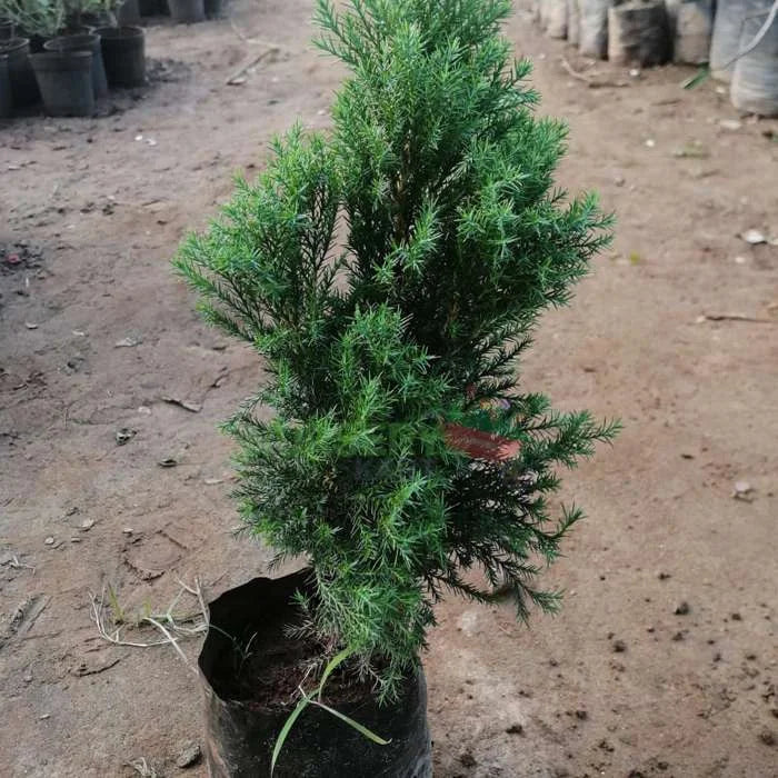 Green Cypress Plant