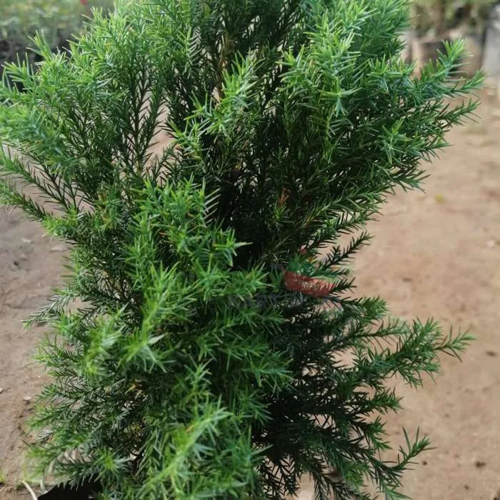 Green Cypress Plant