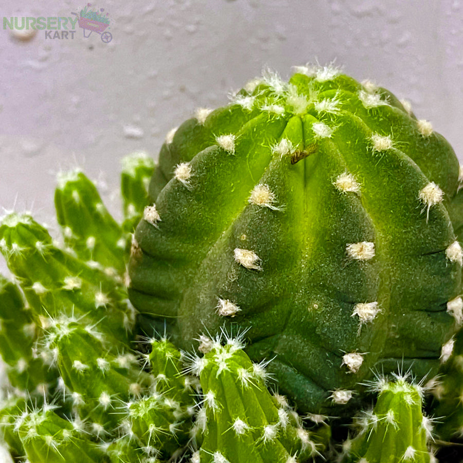 Echinopsis Eyriesii Plant - Ball Cactus