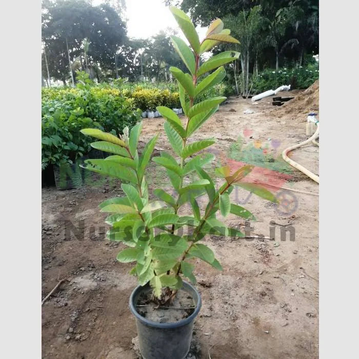 Guava Plant, Amrud (Grafted)