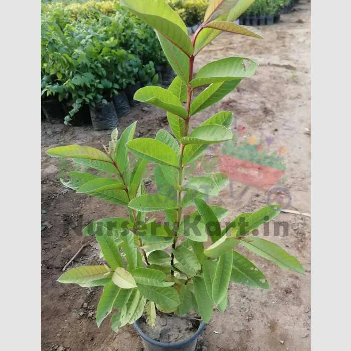 Guava Plant, Amrud (Grafted)