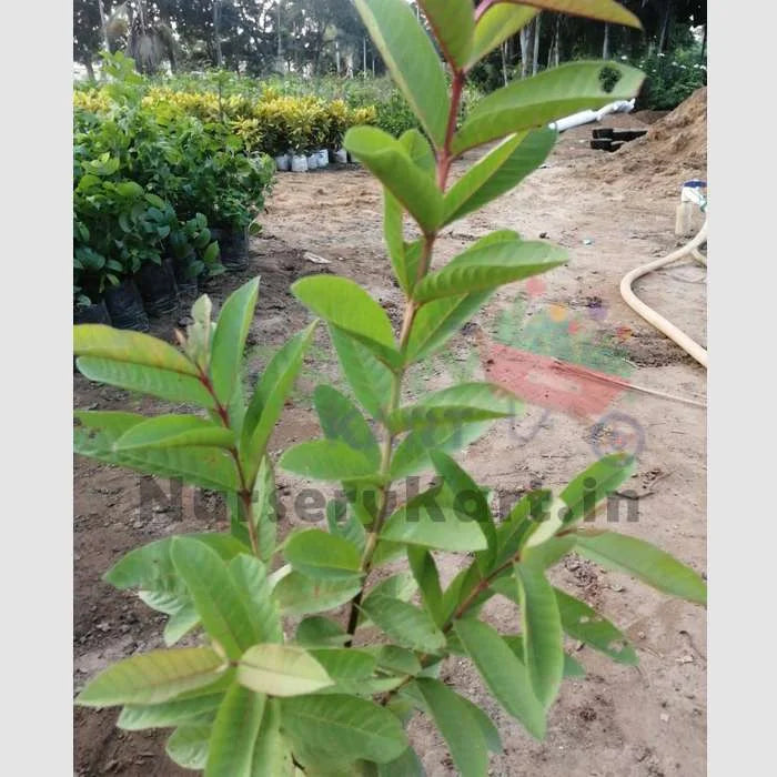 Guava Plant, Amrud (Grafted)