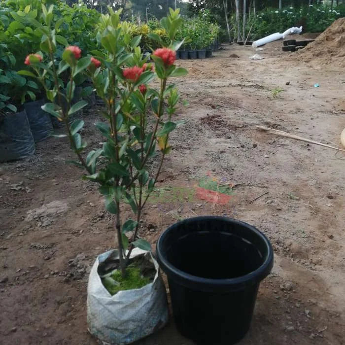 Ixora Mini Dwarf (Red Flowers) Plant