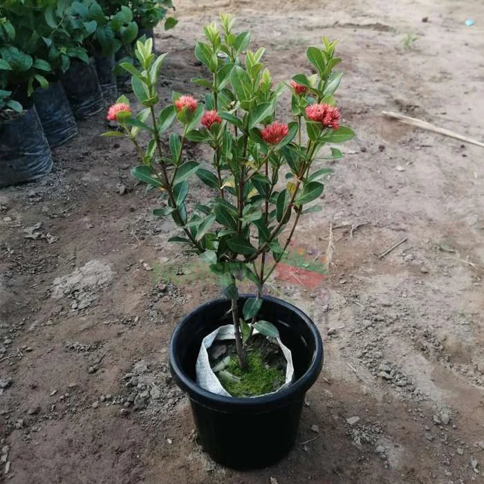 Ixora Mini Dwarf (Red Flowers) Plant