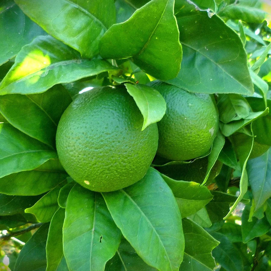 Lemon Tree, Nimboo Plant