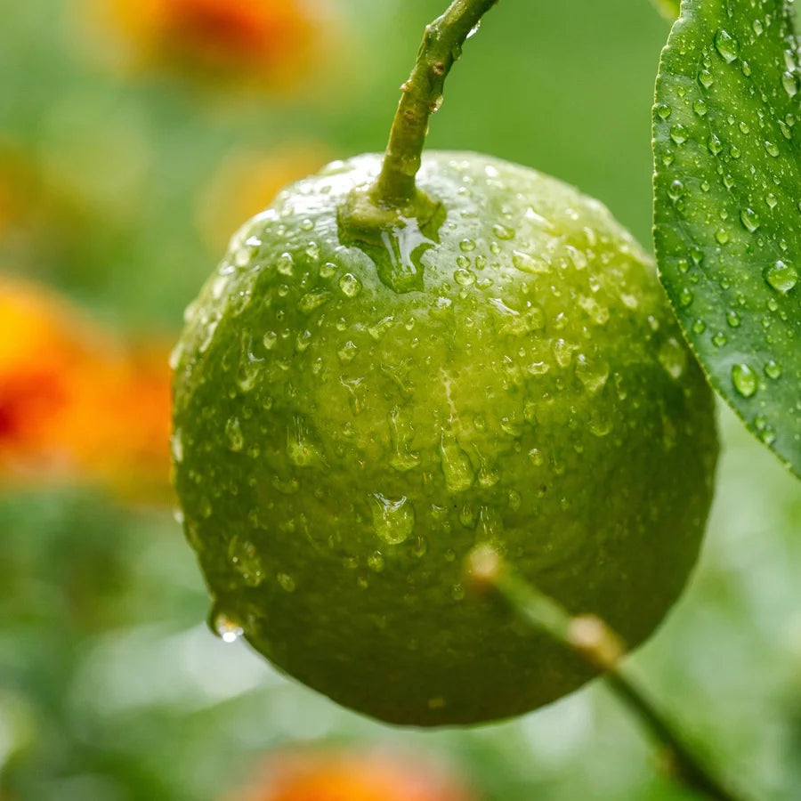 Lemon Tree Plant - Kagzi Nimboo