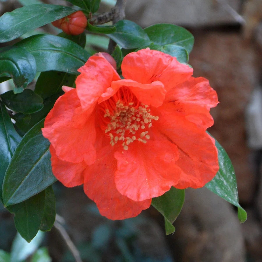 Pomegranate Plant, Annar, Anar Plant