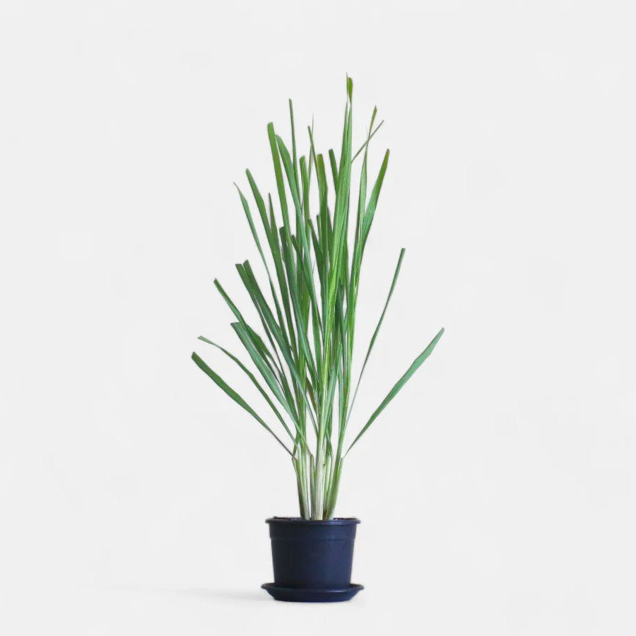 Fresh Lemongrass Plant - Cymbopogon Citronella