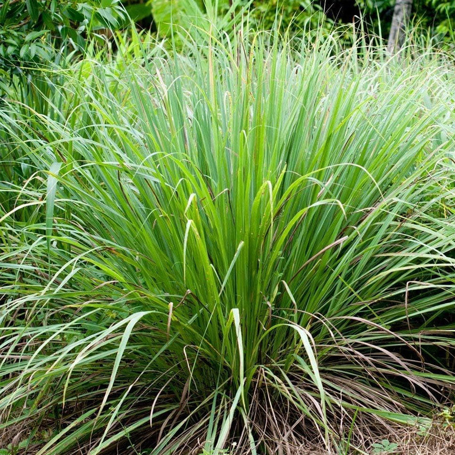 Fresh Lemongrass Plant - Cymbopogon Citronella