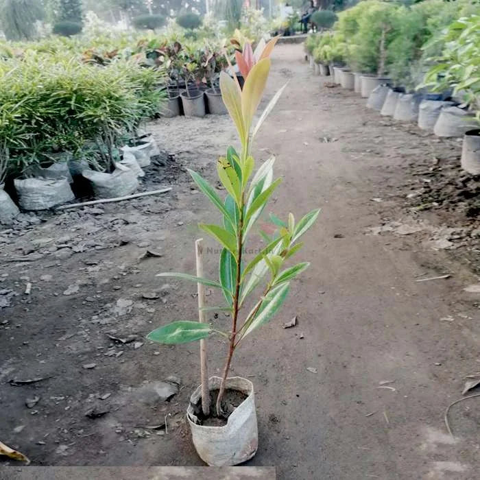 Long Leaf Ficus Plant