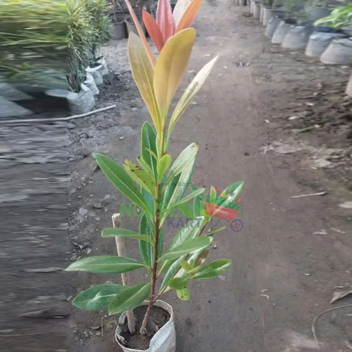 Long Leaf Ficus Plant