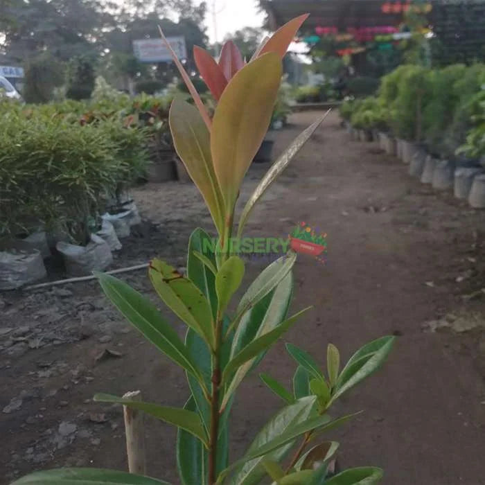 Long Leaf Ficus Plant