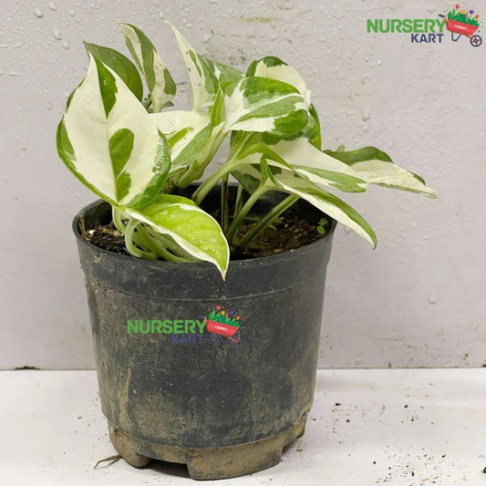 Marble Queen Money Plant