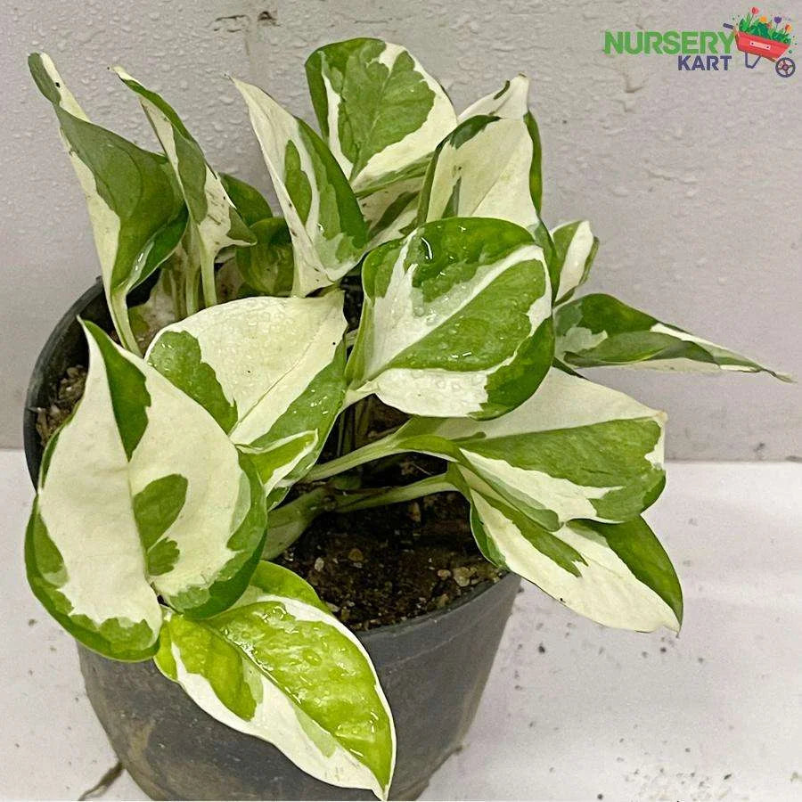 Marble Queen Money Plant