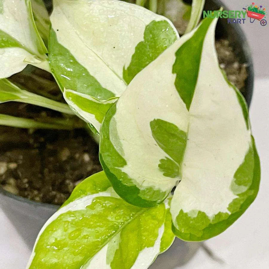 Marble Queen Money Plant