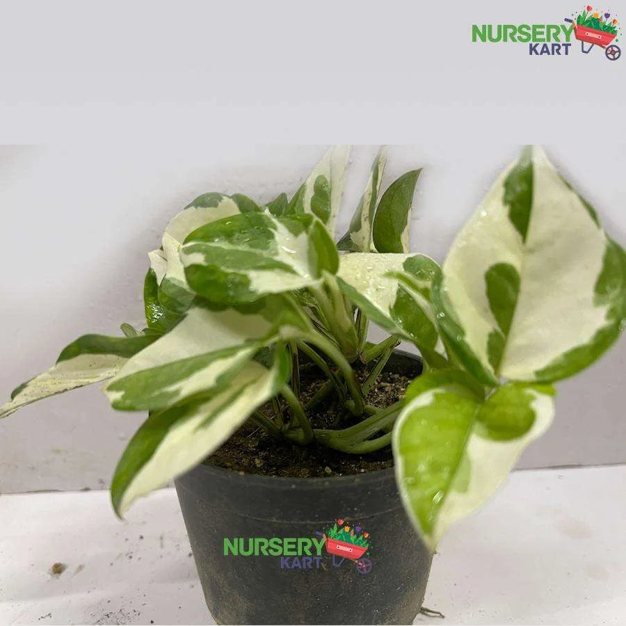 Marble Queen Money Plant