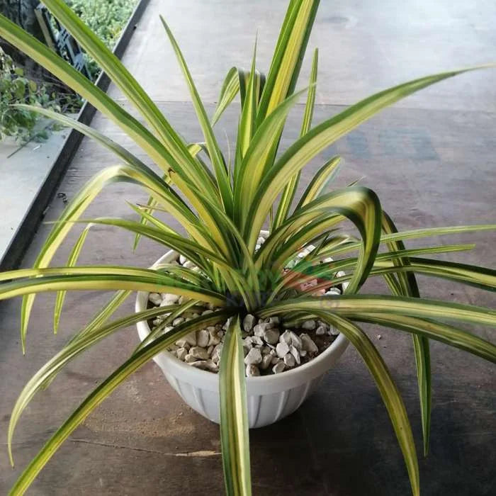 Marginata Plant - Dracaena Marginata