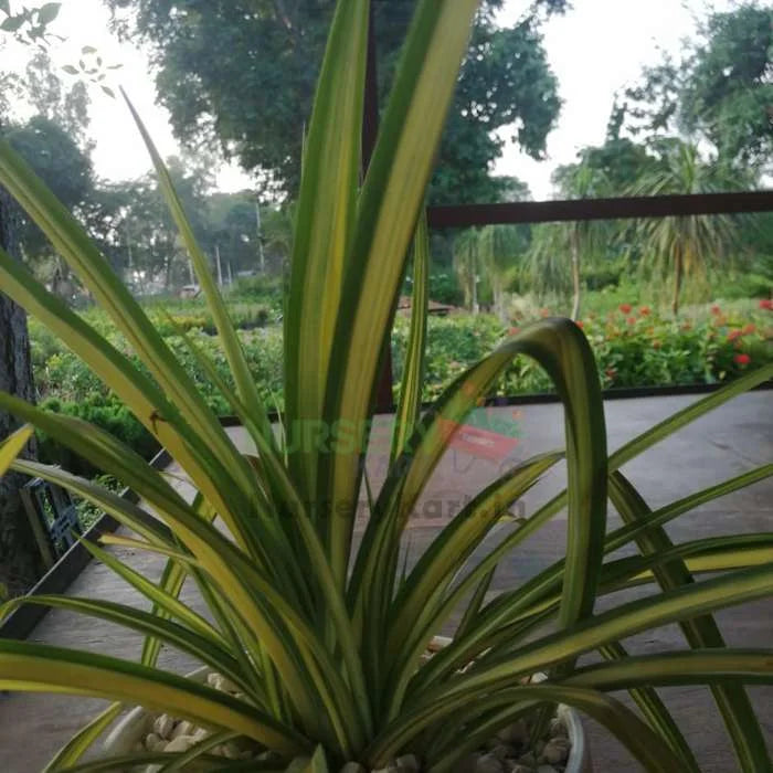 Marginata Plant - Dracaena Marginata