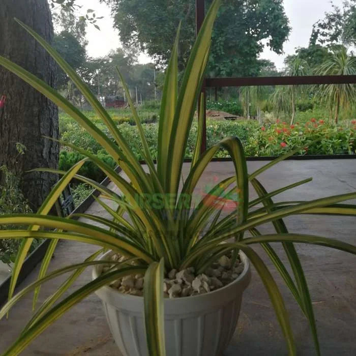 Marginata Plant - Dracaena Marginata