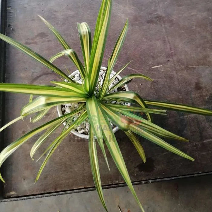 Marginata Plant - Dracaena Marginata