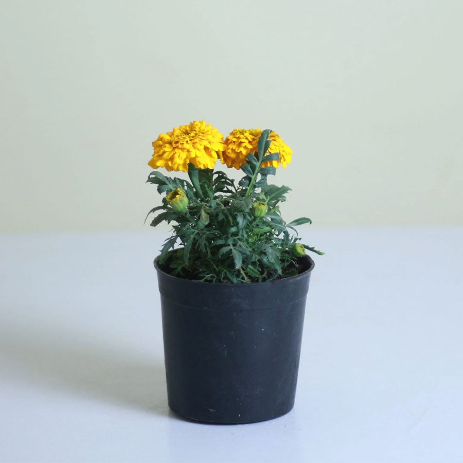 Marigold Plant