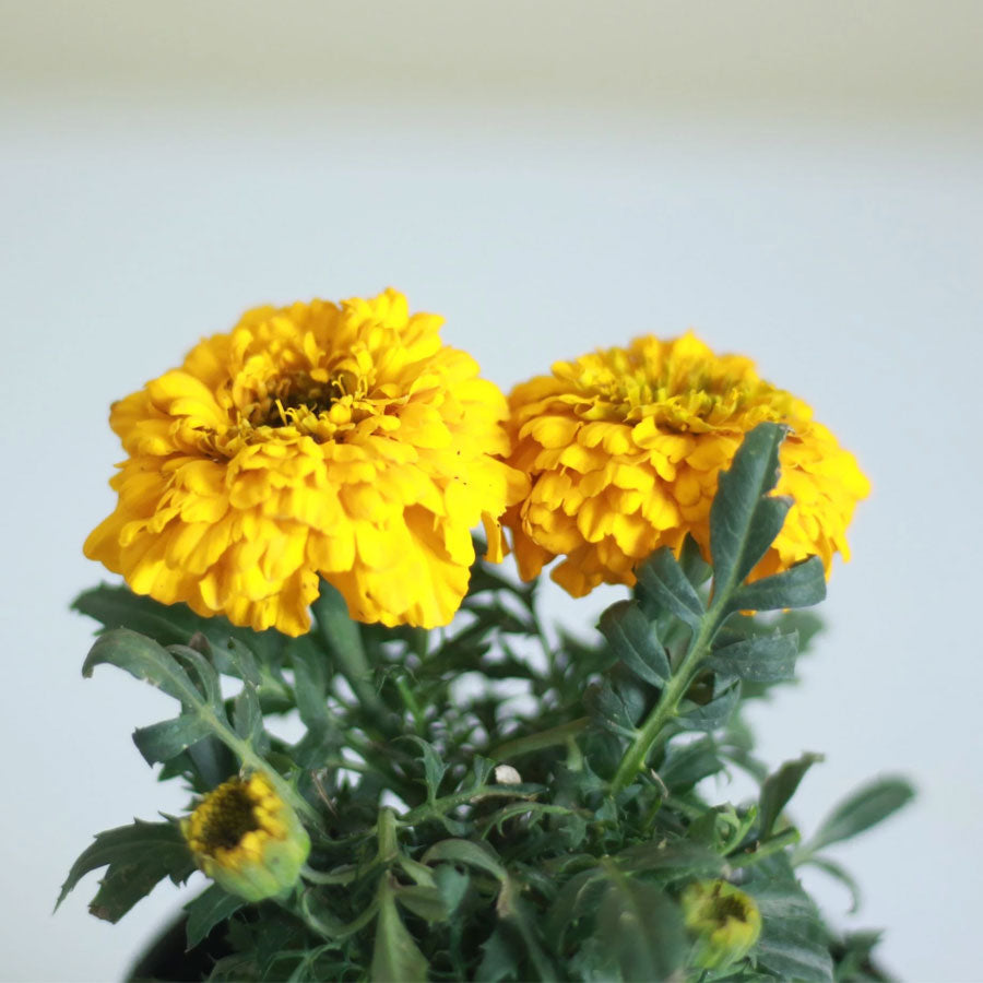 marigold plant
