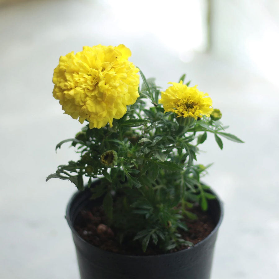 Marigold Plant