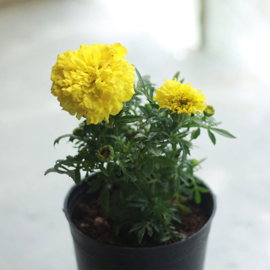 marigold plant