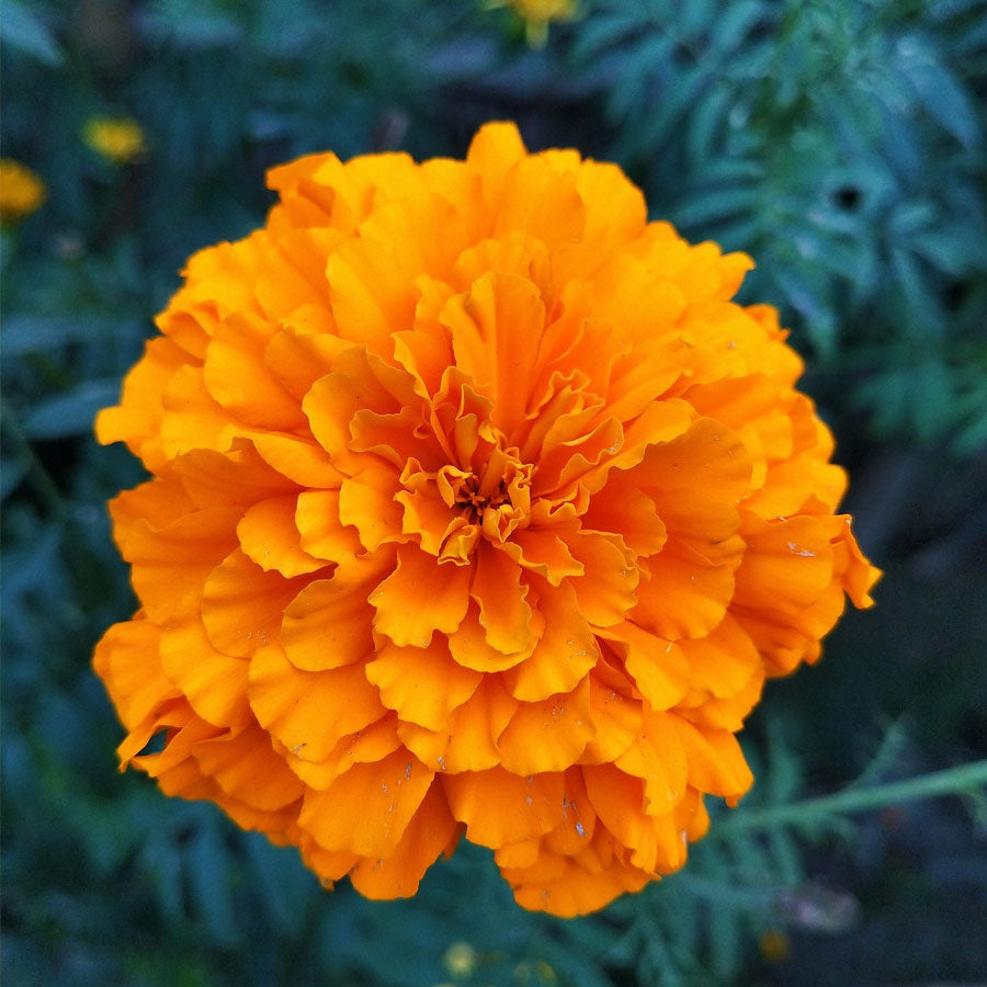 marigold plant