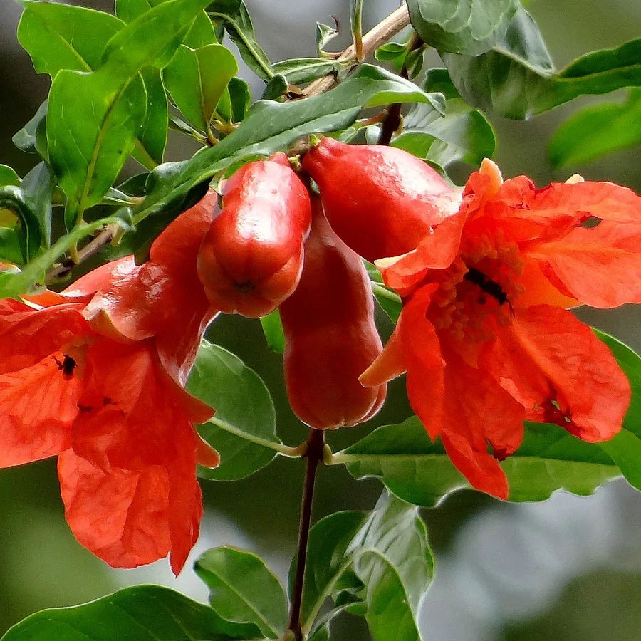 Pomegranate Plant, Annar, Anar Plant