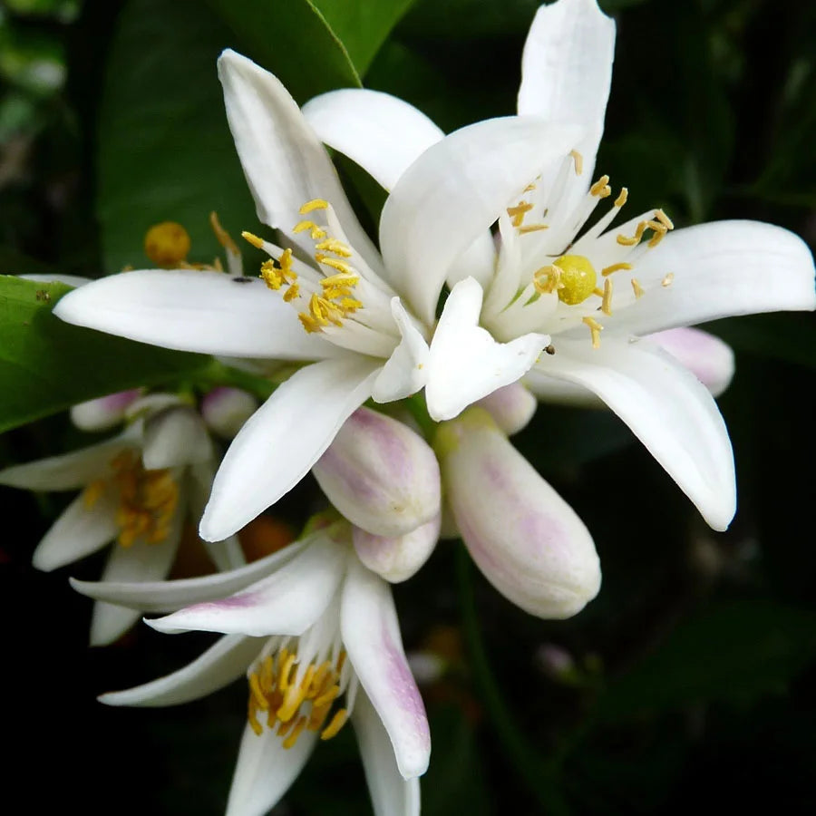 Lemon Tree, Nimboo Plant