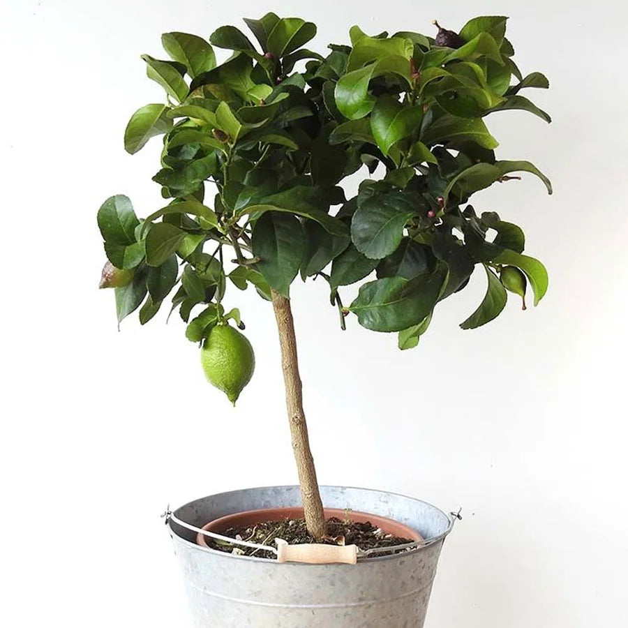 Lemon Tree, Nimboo Plant