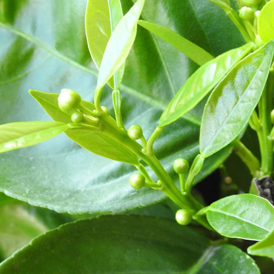 Orange Fruit Plant - Santra Plant