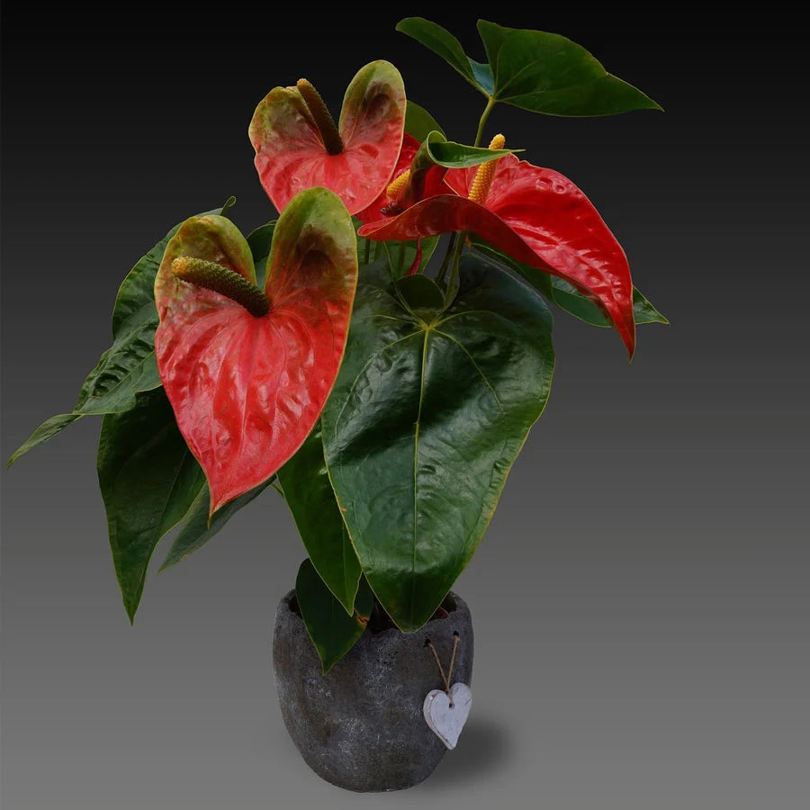 Anthurium Red Plant