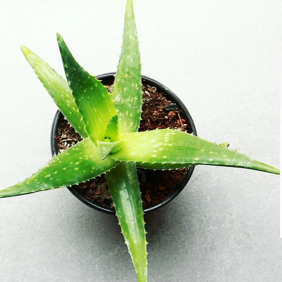 Aloe Vera Plant