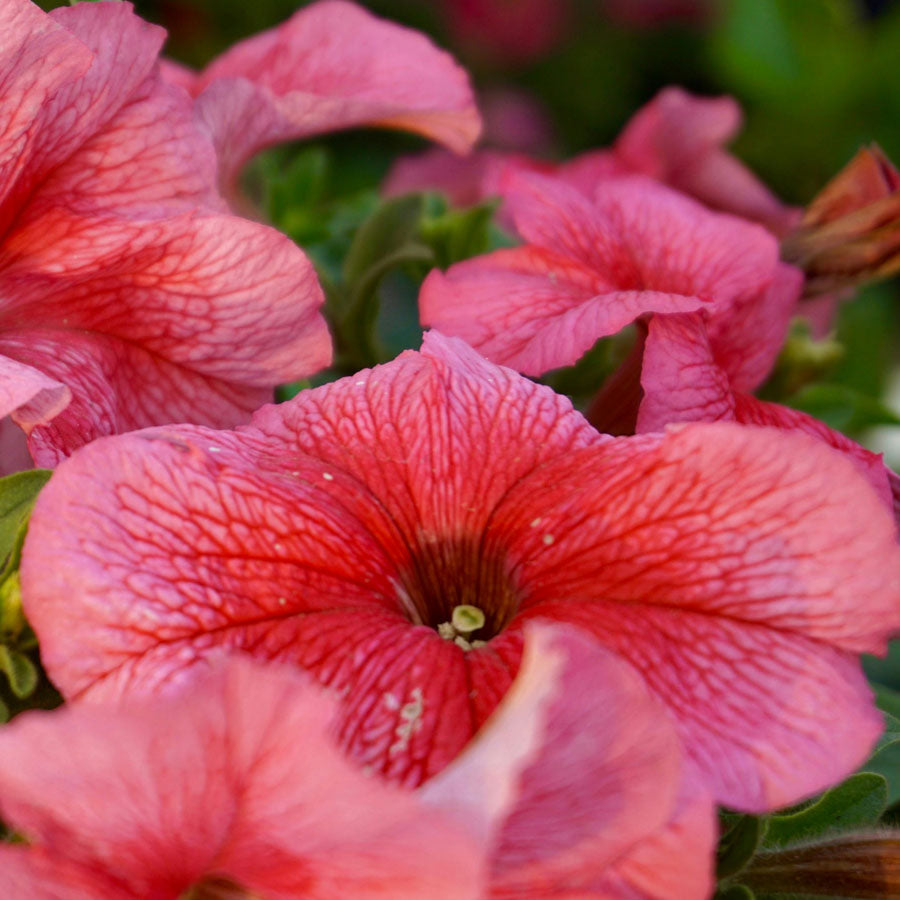 Petunia Plant, Red, Pink, White Flowers