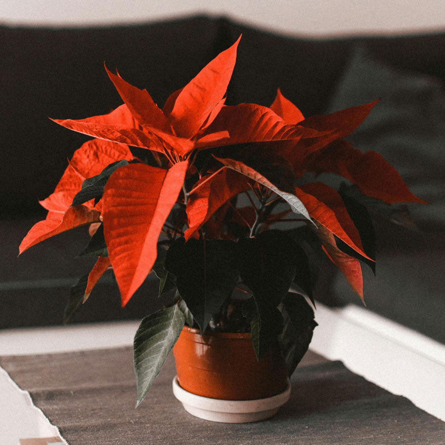 Poinsettia Plant (Red Leaf Plant)