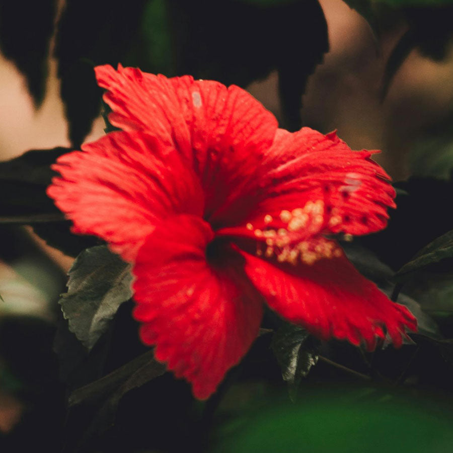 Hibiscus Plant